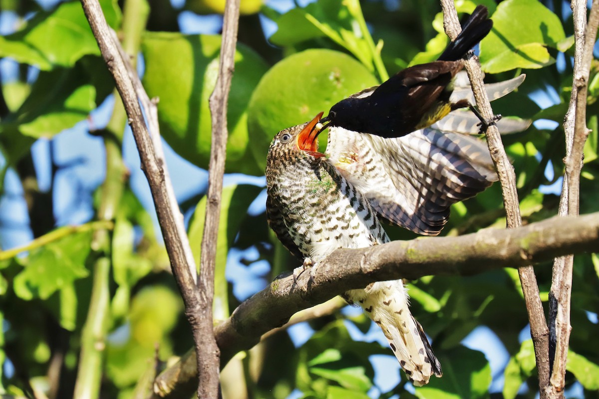 Klaas's Cuckoo - ML622125616