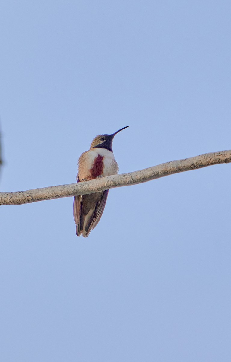 Andean Hillstar - Angélica  Abarca