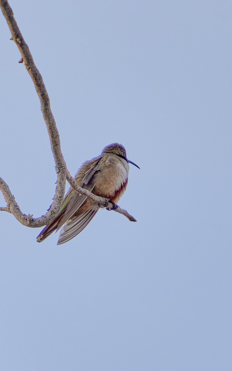 Andean Hillstar - ML622125626