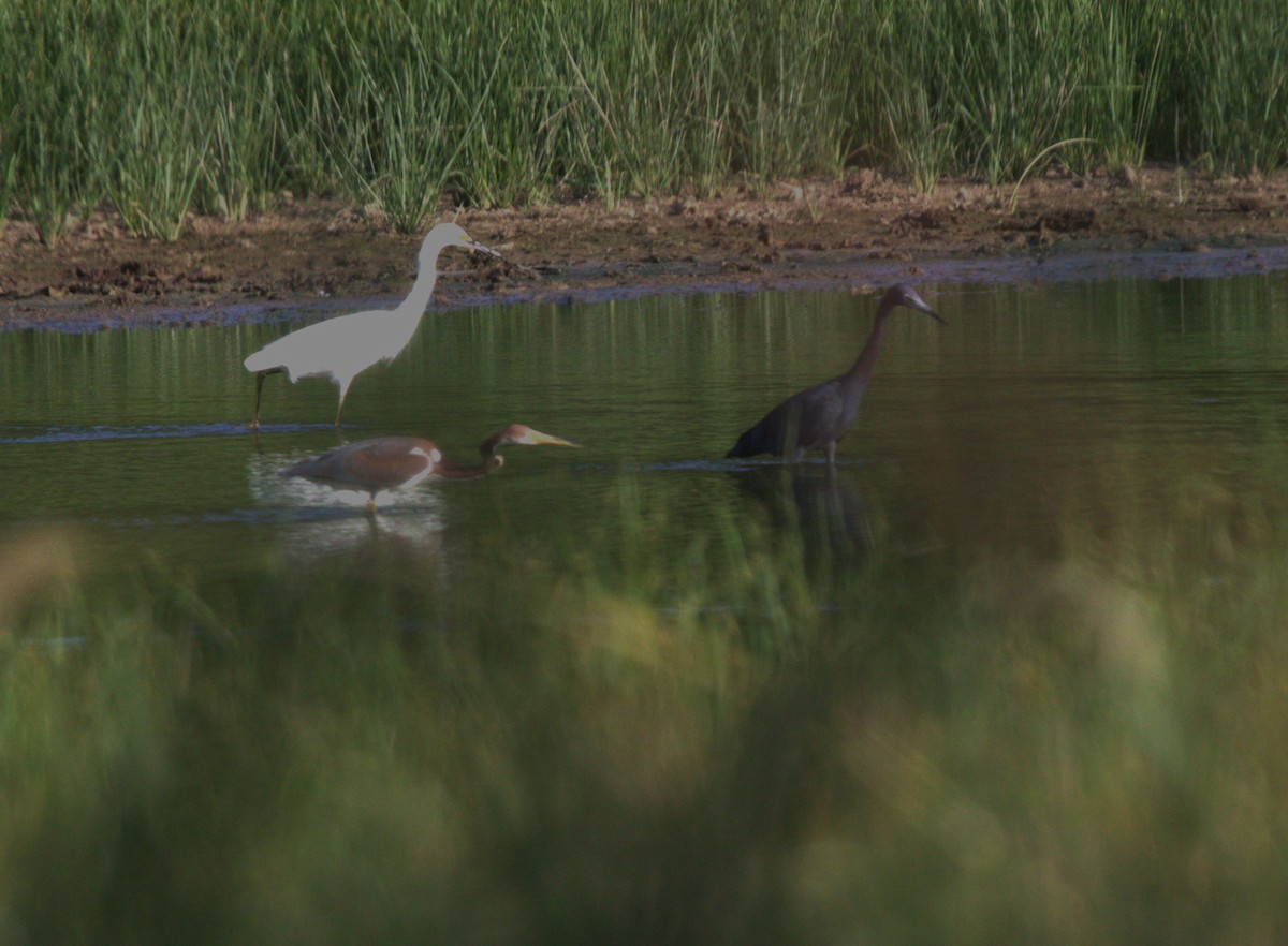 Tricolored Heron - ML622125640