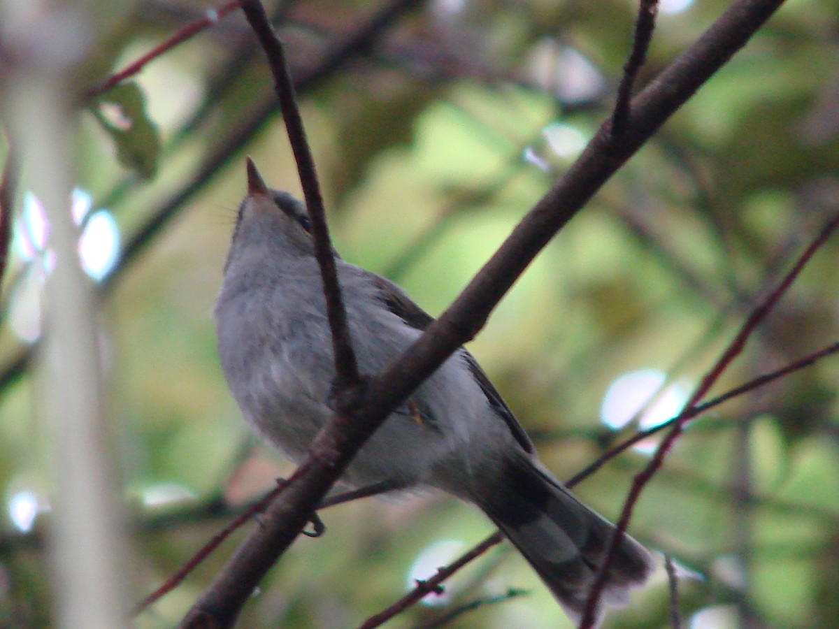 Gray Gerygone - ML622125673