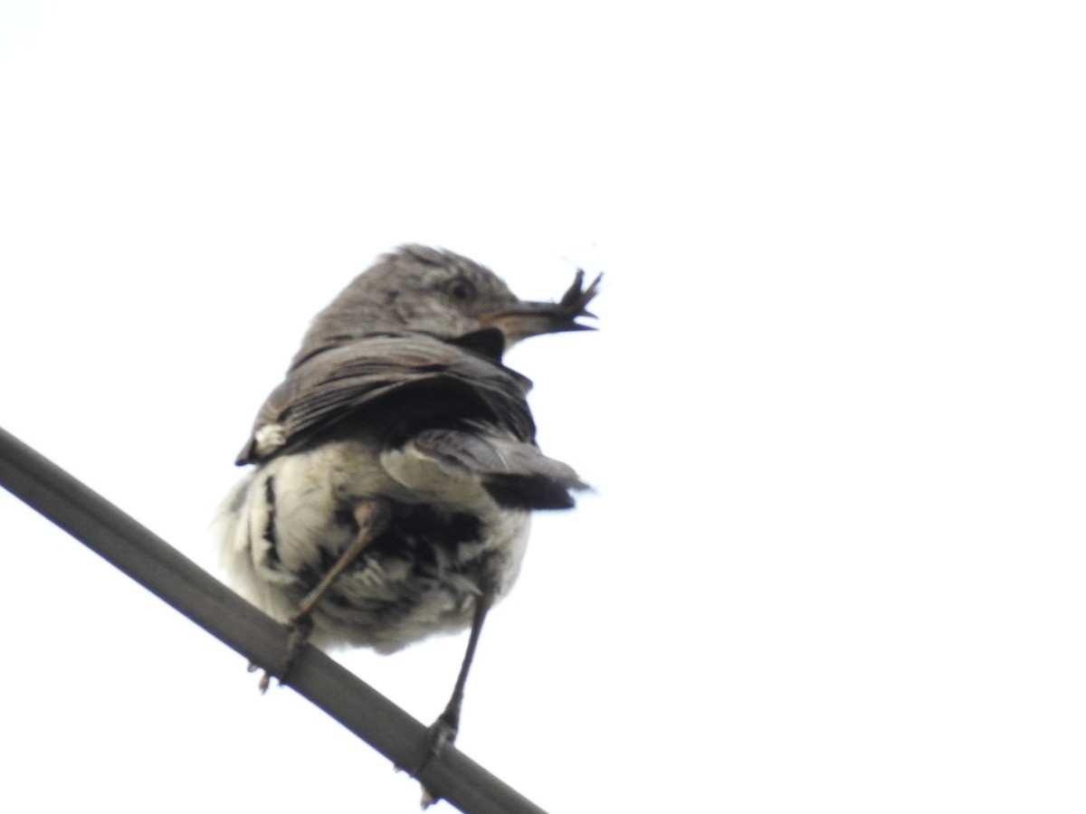 Northern Mockingbird - ML622125674