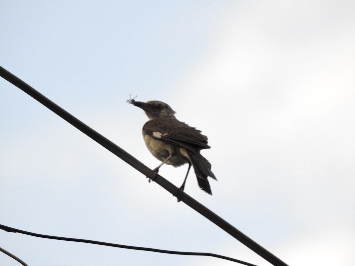 Northern Mockingbird - ML622125675