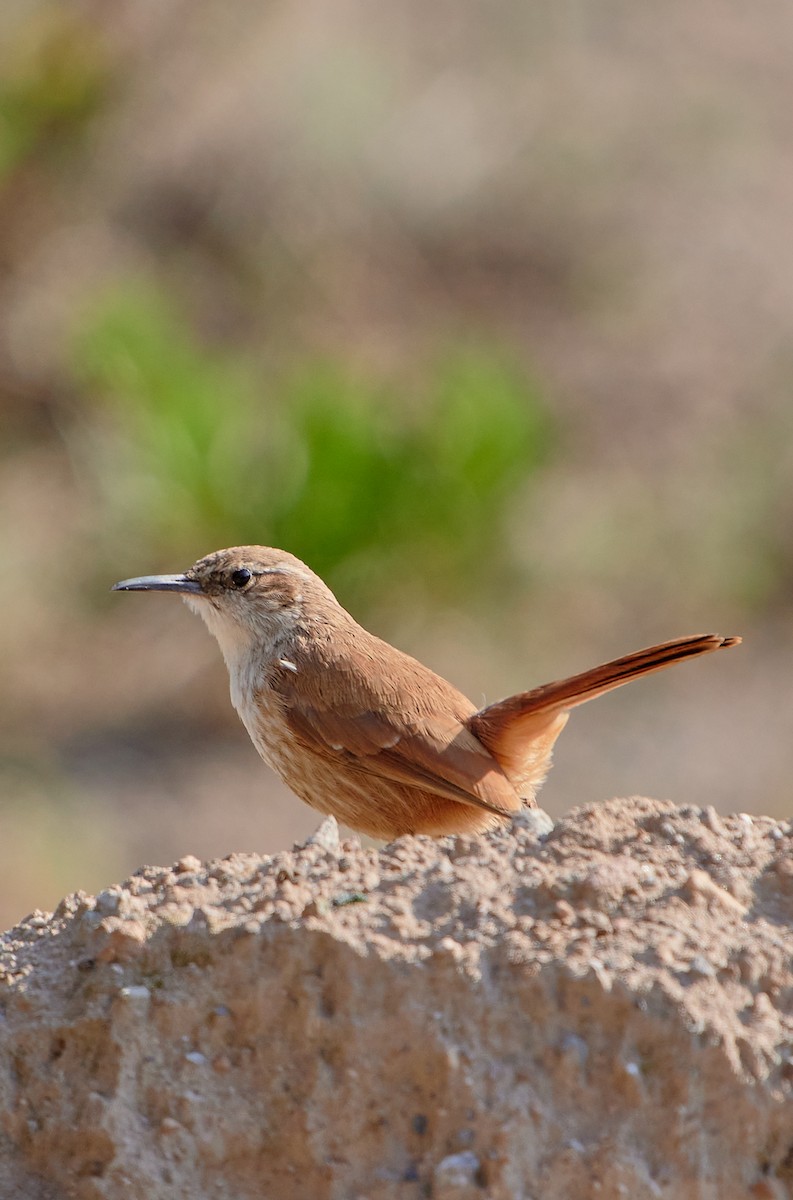 Straight-billed Earthcreeper - ML622125709