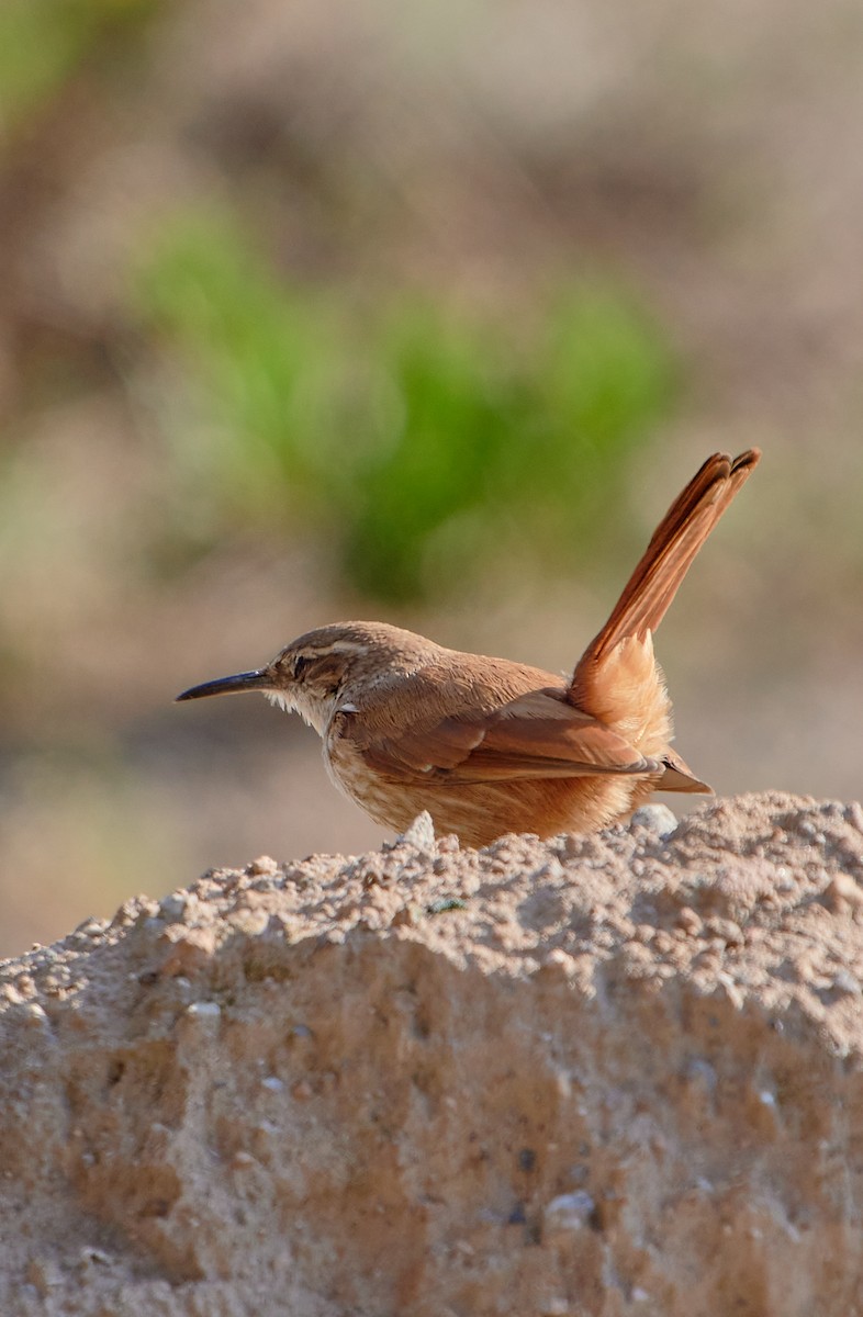 Straight-billed Earthcreeper - ML622125710