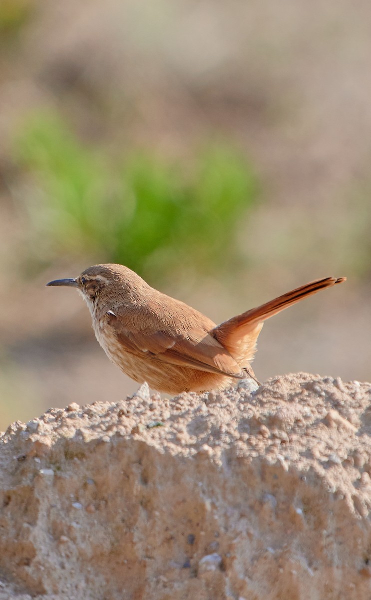 Straight-billed Earthcreeper - ML622125711