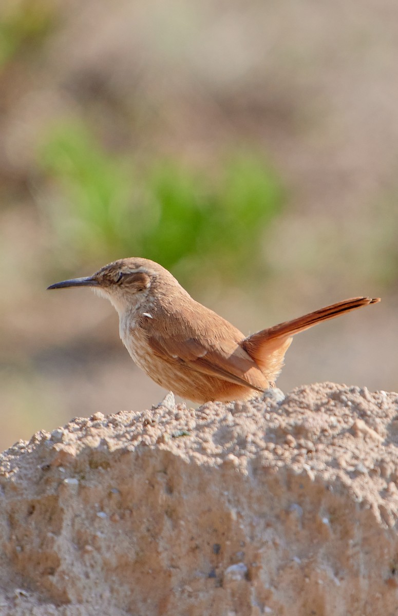 Straight-billed Earthcreeper - ML622125712