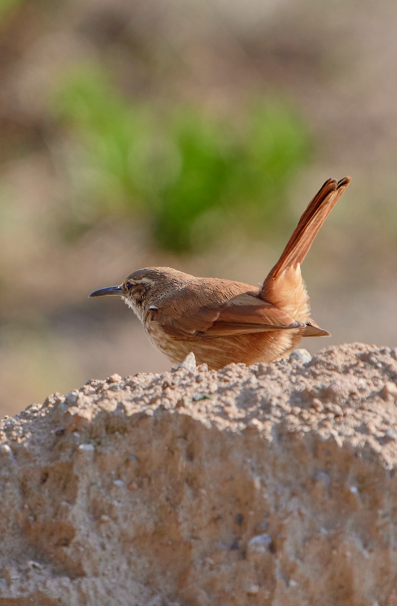 Straight-billed Earthcreeper - ML622125713