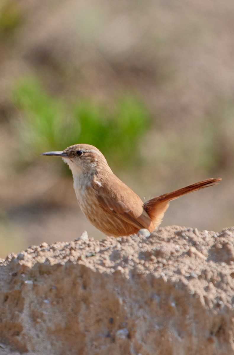Straight-billed Earthcreeper - ML622125714