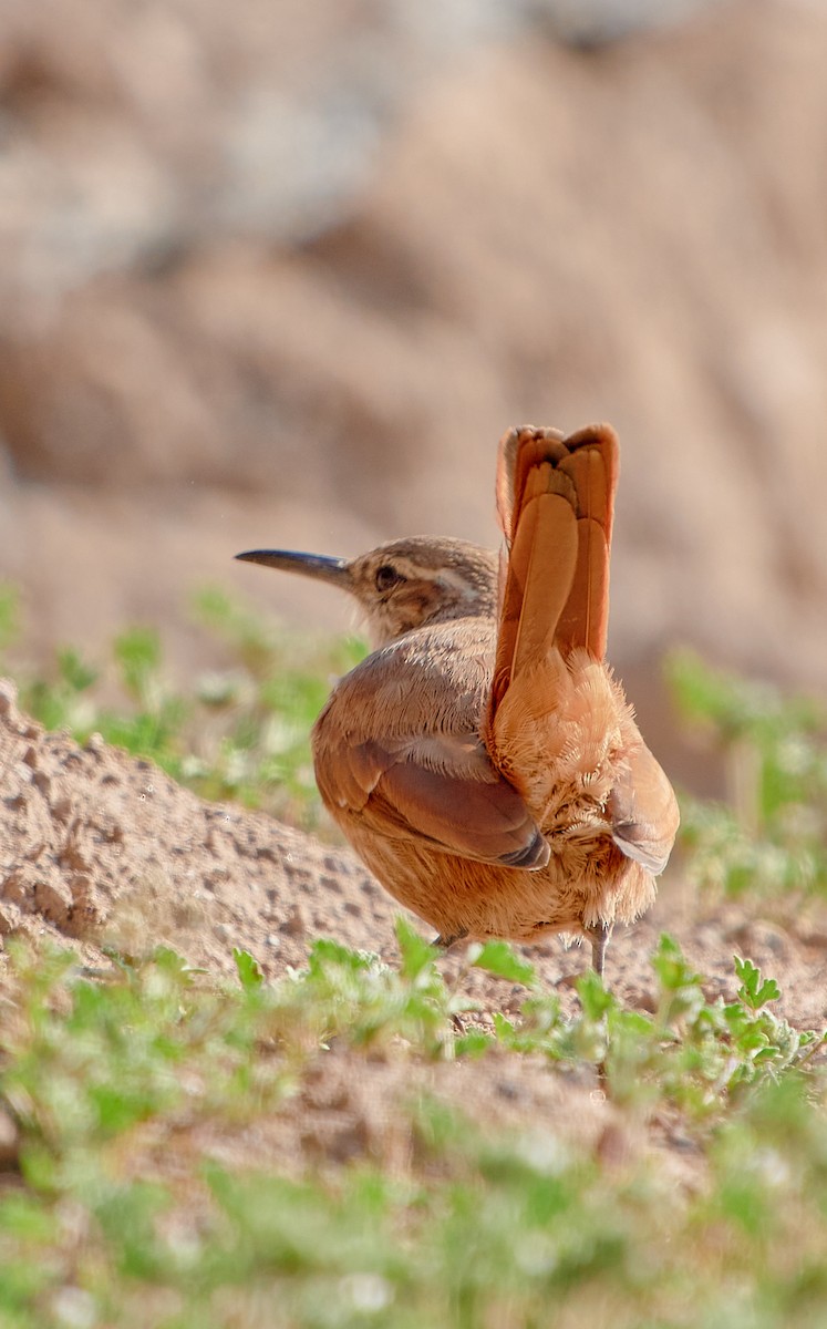 Straight-billed Earthcreeper - ML622125715