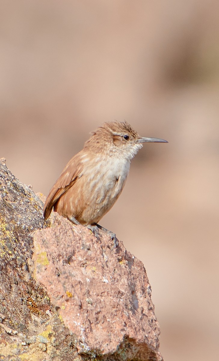 Straight-billed Earthcreeper - ML622125716