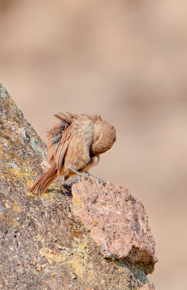 Straight-billed Earthcreeper - ML622125717