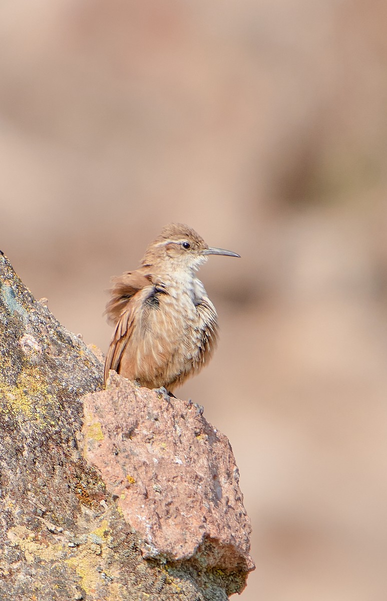 Straight-billed Earthcreeper - ML622125718