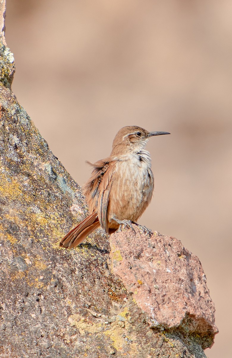 Straight-billed Earthcreeper - ML622125719