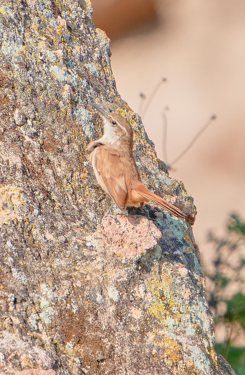 Straight-billed Earthcreeper - ML622125720