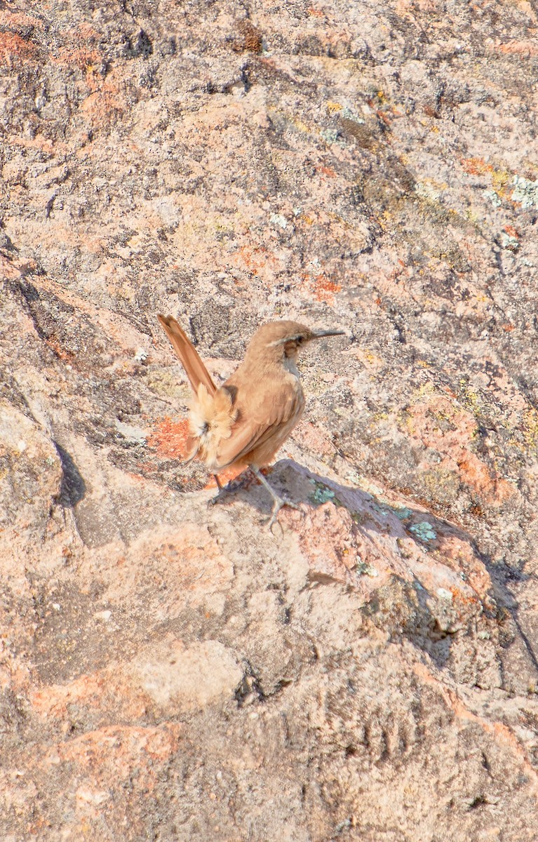 Straight-billed Earthcreeper - ML622125721