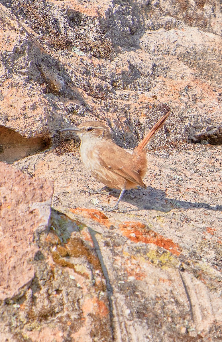 Straight-billed Earthcreeper - ML622125722