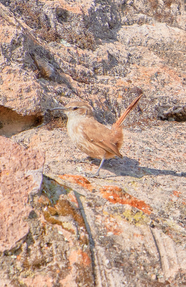 Straight-billed Earthcreeper - ML622125722