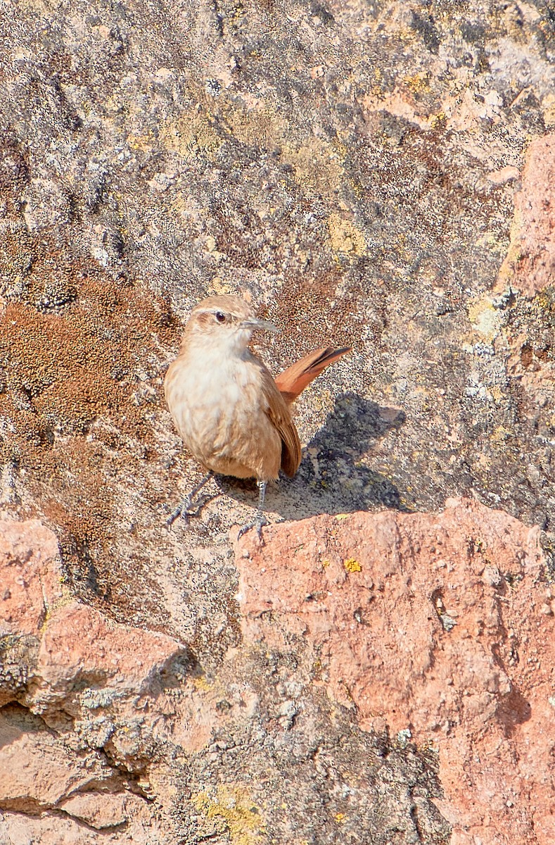 Straight-billed Earthcreeper - ML622125723