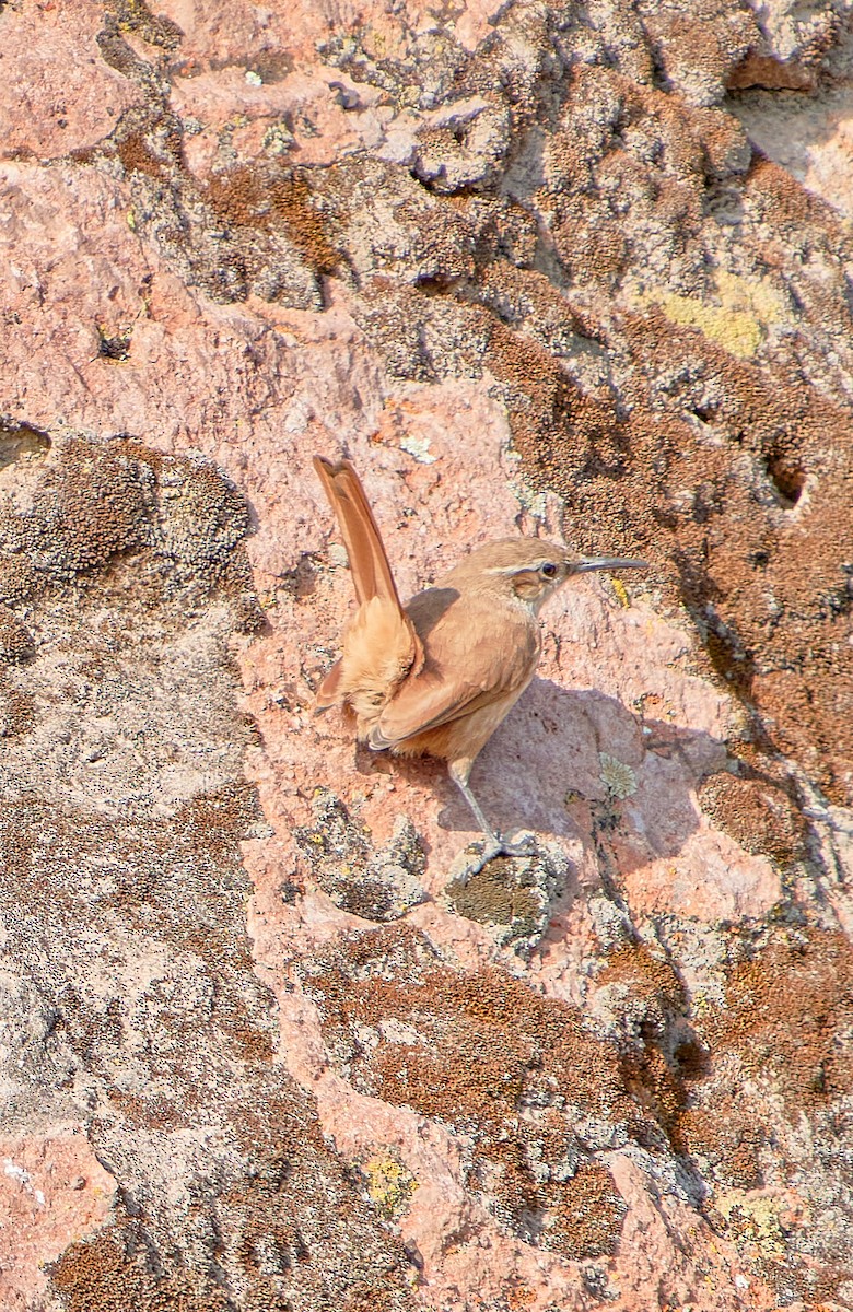 Straight-billed Earthcreeper - ML622125724