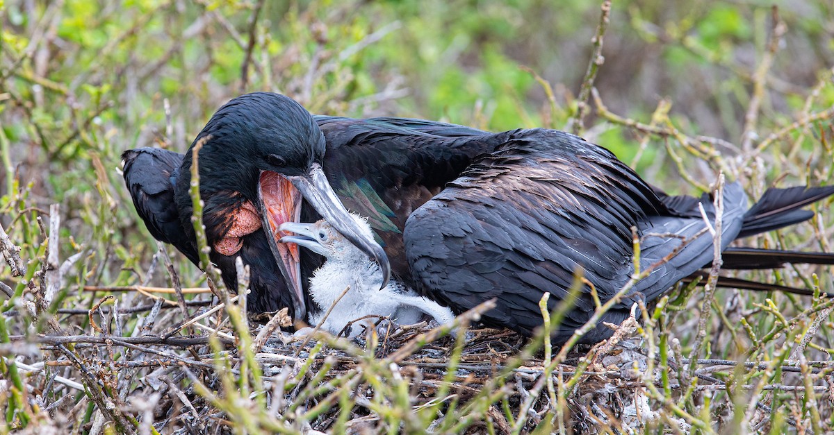 Great Frigatebird - ML622125748