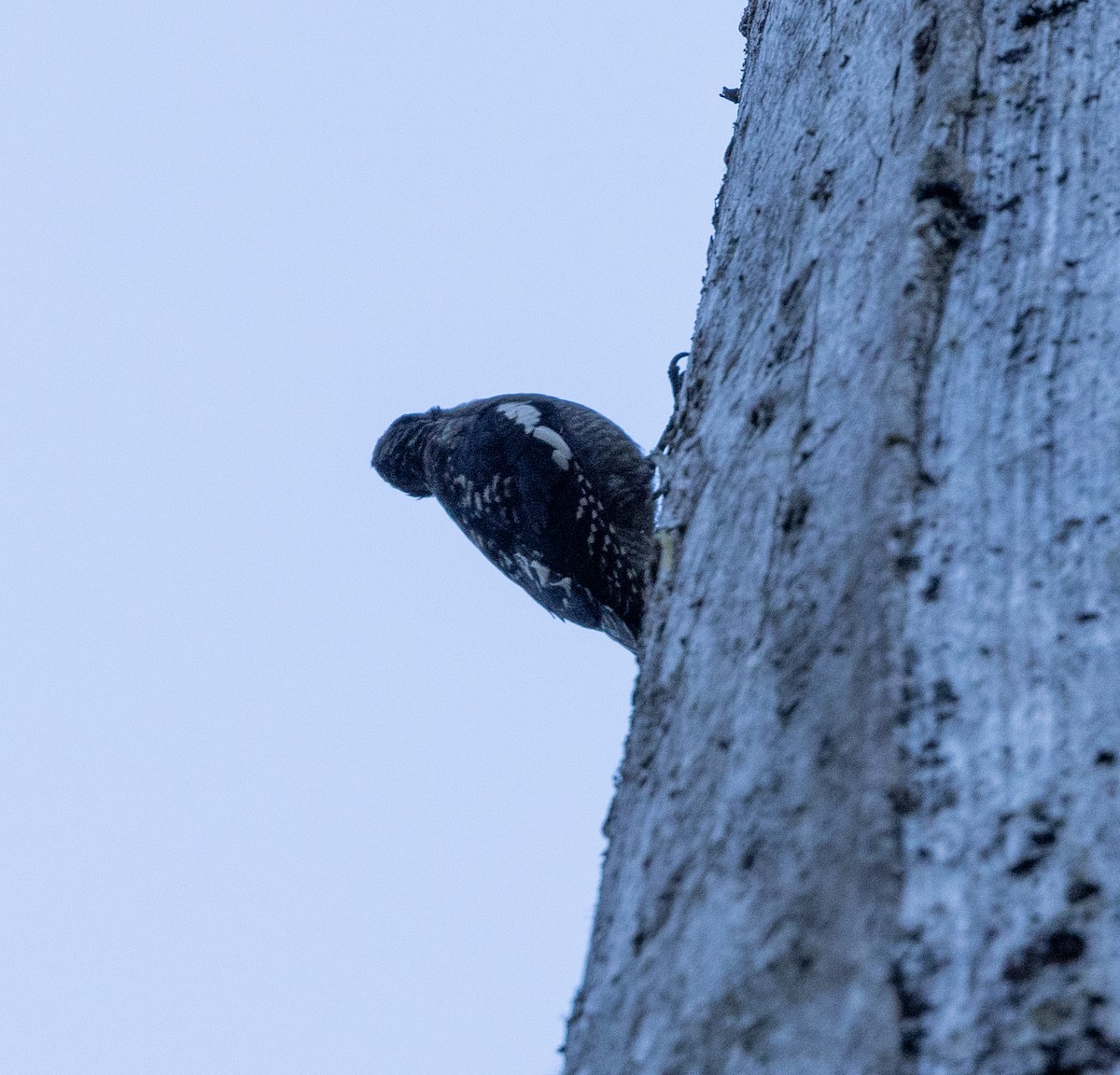 Red-breasted Sapsucker - ML622125755
