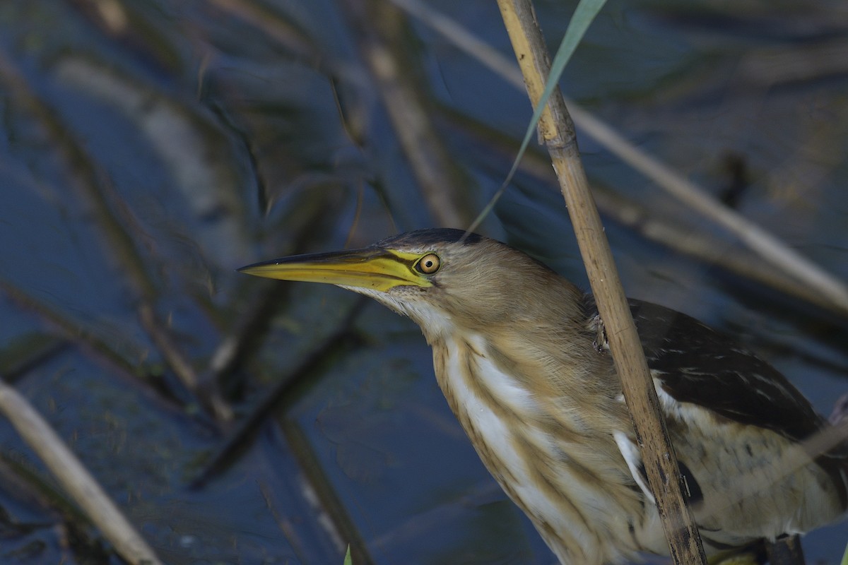 Little Bittern - ML622125770