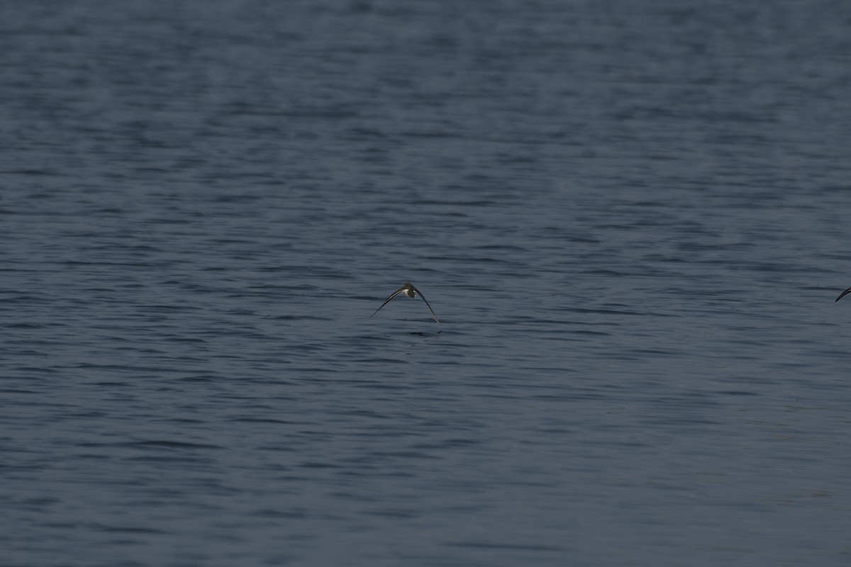 Common Sandpiper - ML622125771