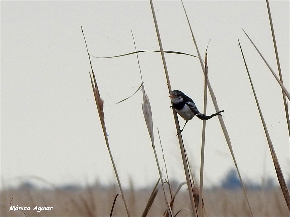 Strange-tailed Tyrant - ML622125775