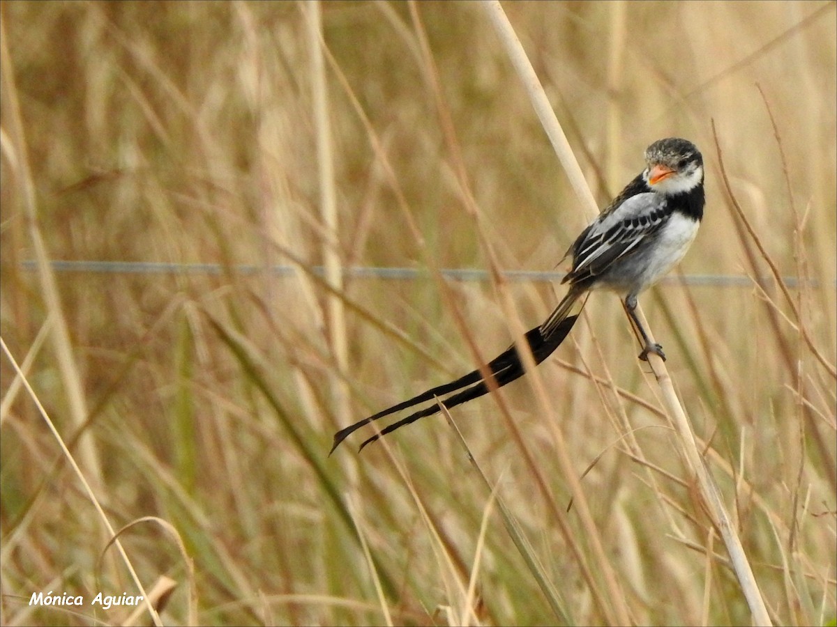 Strange-tailed Tyrant - ML622125776