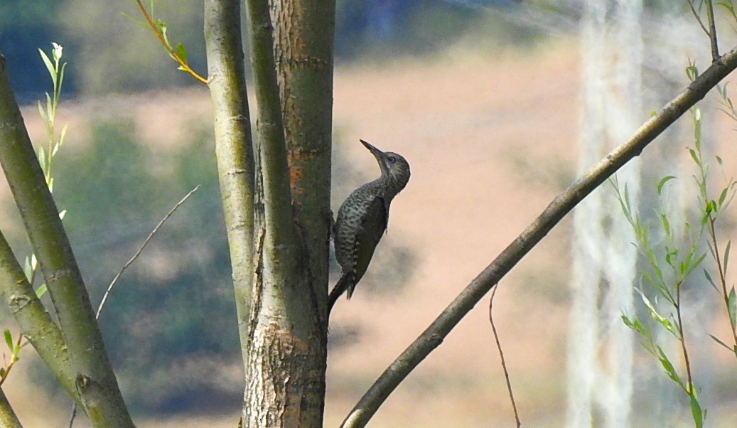 Eurasian Green Woodpecker - ML622125777