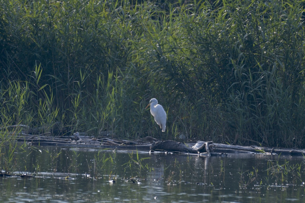 Great Egret - ML622125778