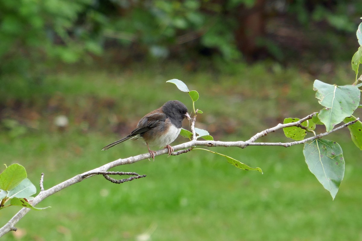 Dark-eyed Junco (Oregon) - ML622125780