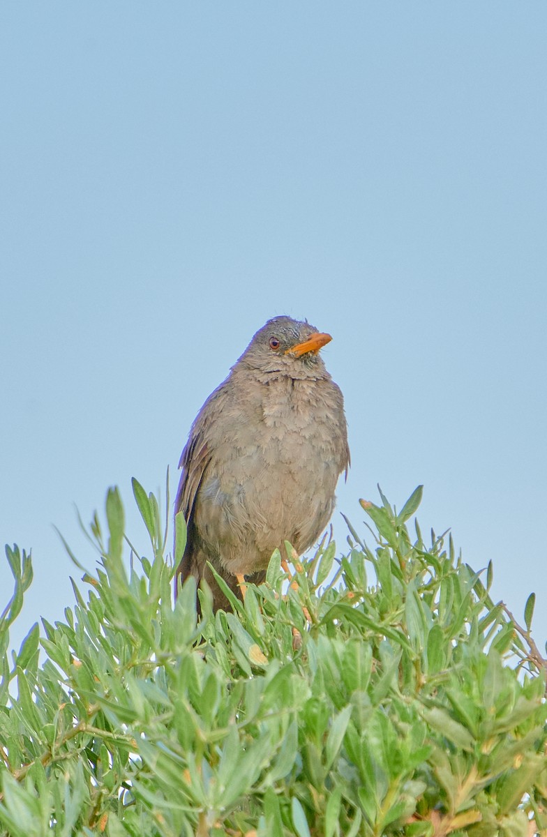 Chiguanco Thrush - ML622125785