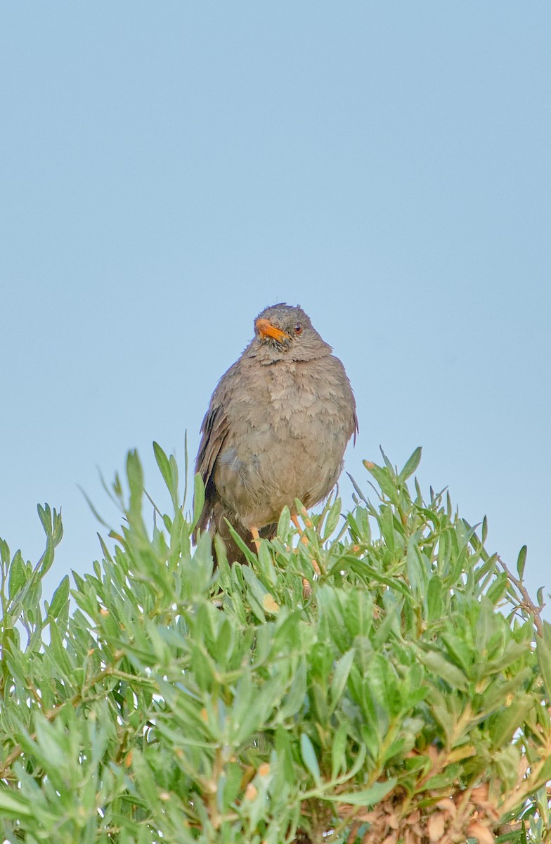 Chiguanco Thrush - ML622125786