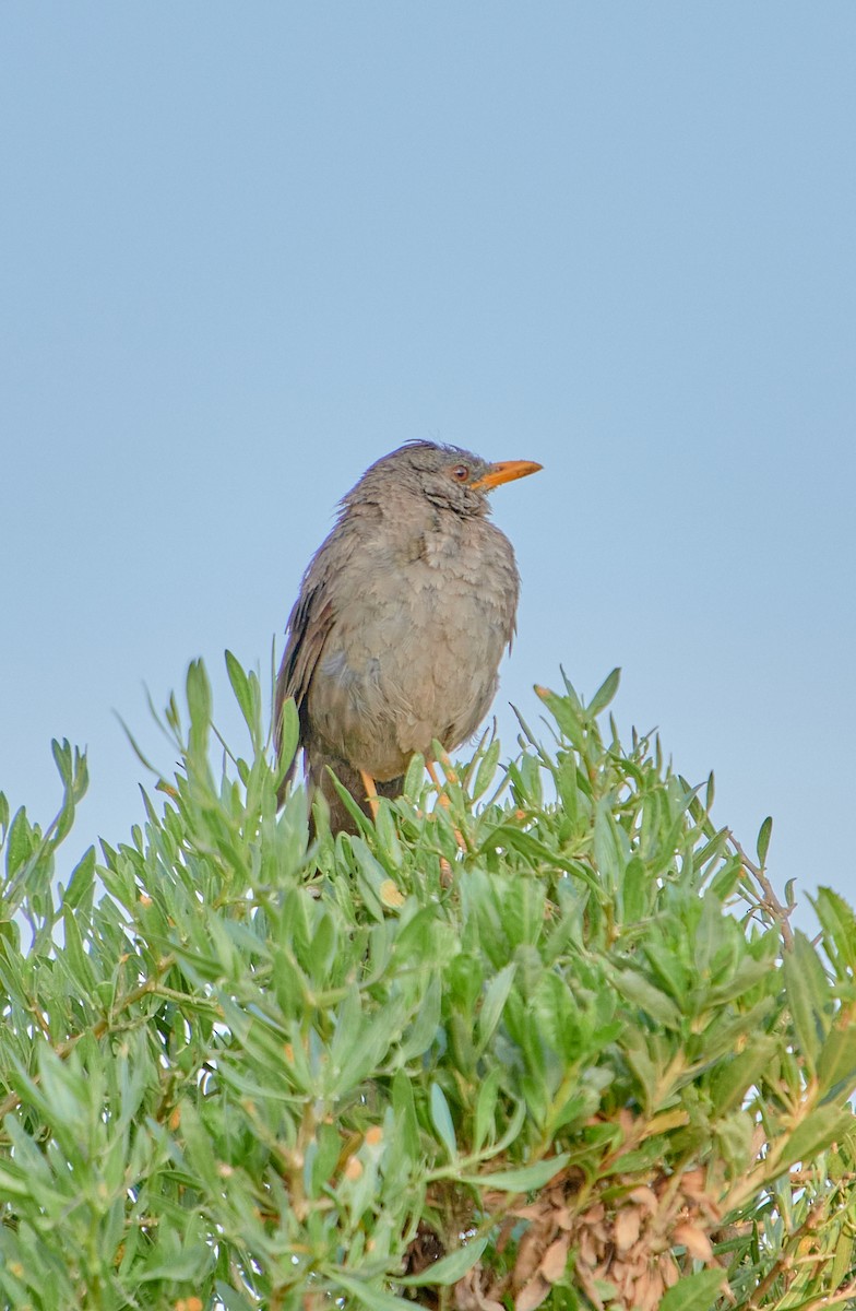 Chiguanco Thrush - ML622125787