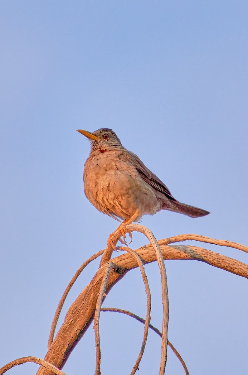 Chiguanco Thrush - ML622125788