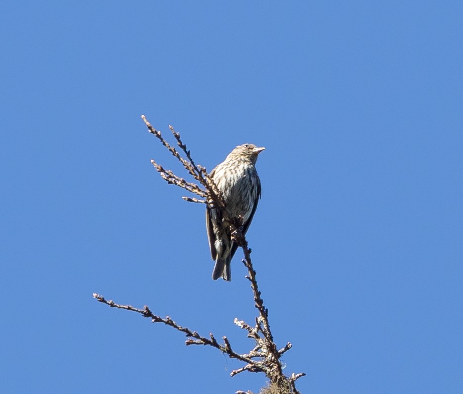 Pine Siskin - ML622125789