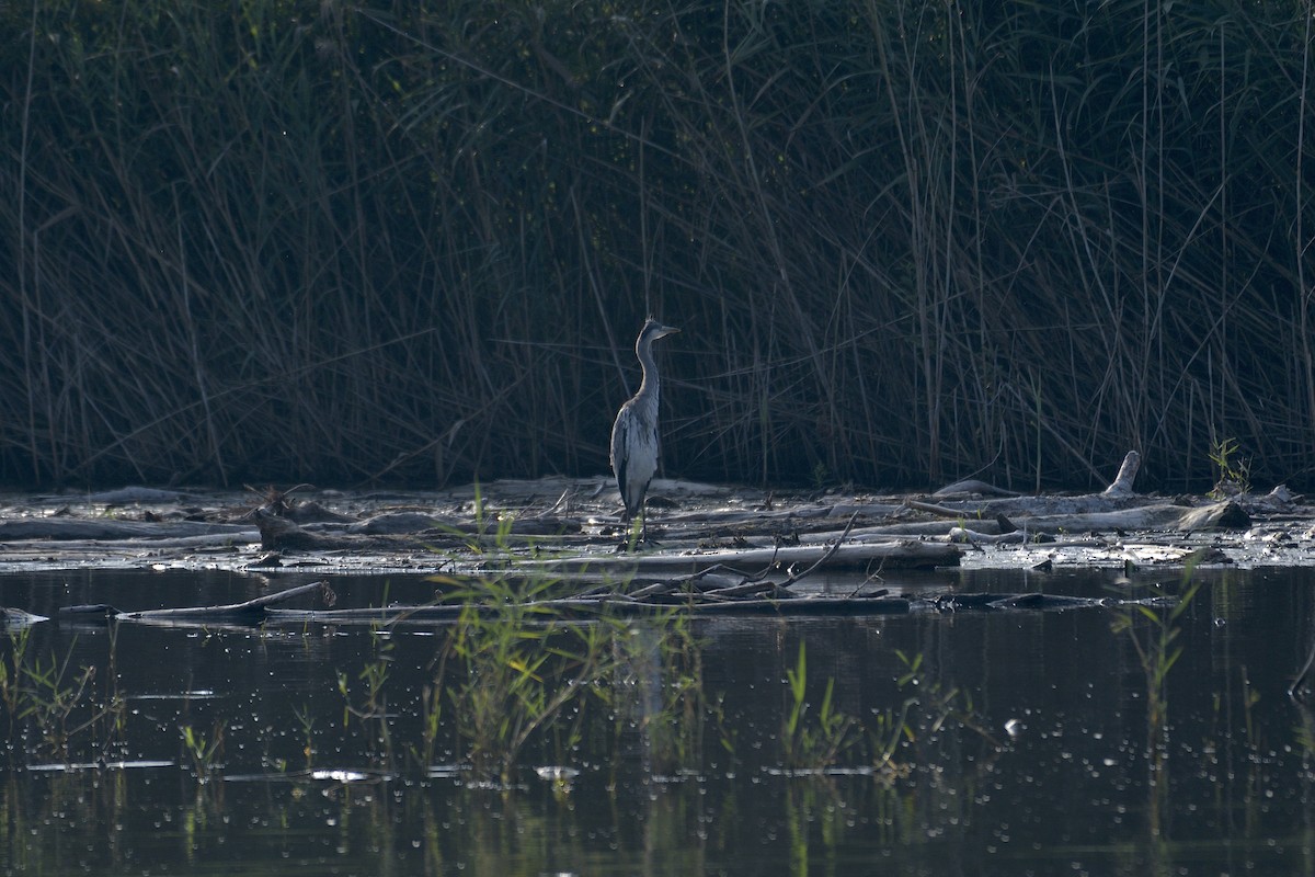 Gray Heron - ML622125795