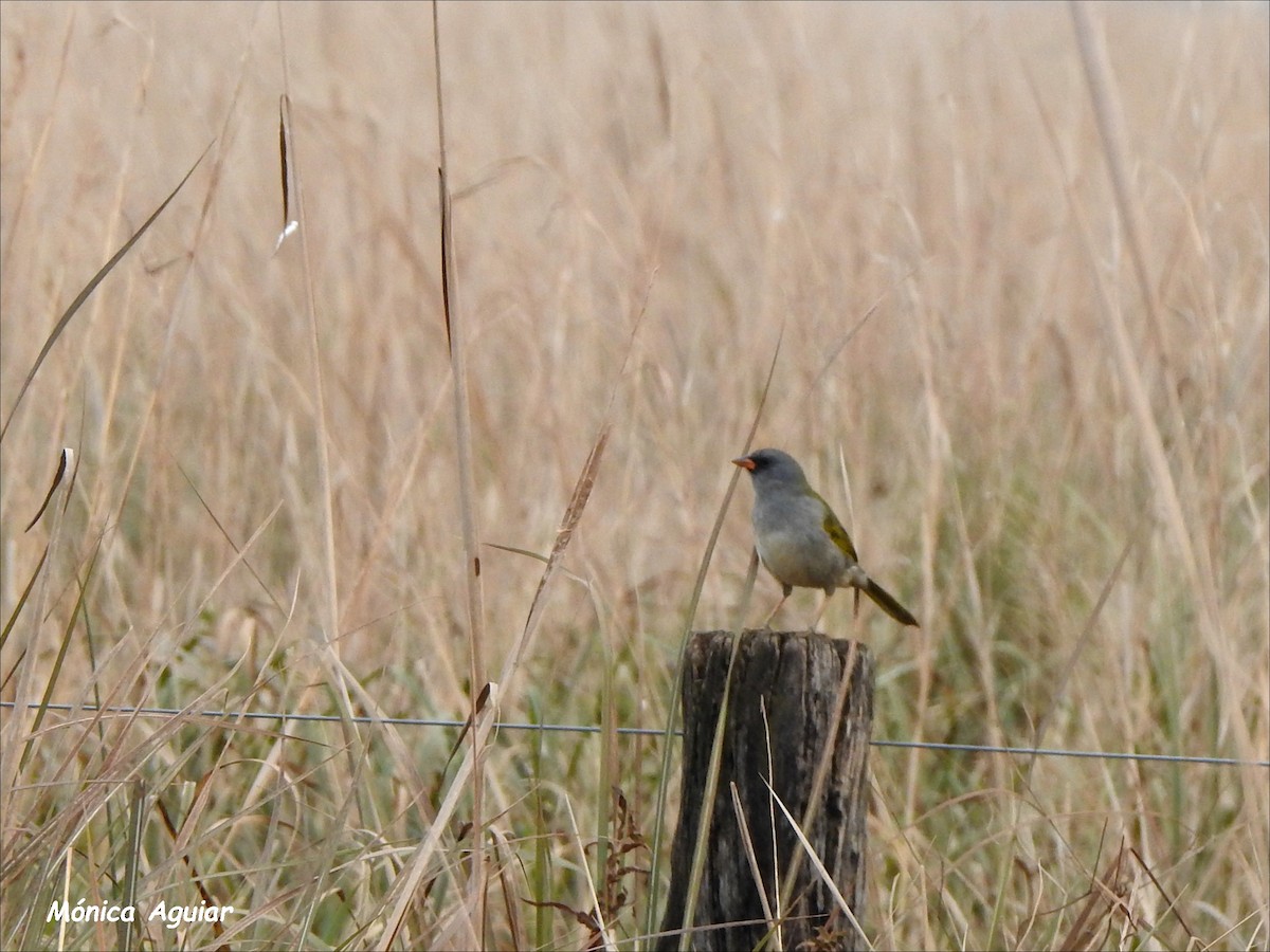 Great Pampa-Finch - ML622125796