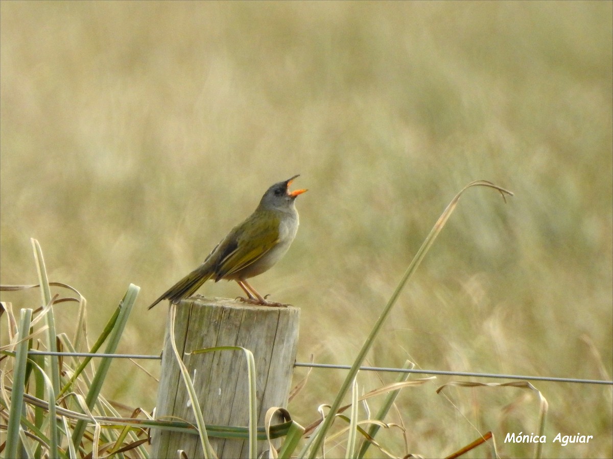 Great Pampa-Finch - ML622125797