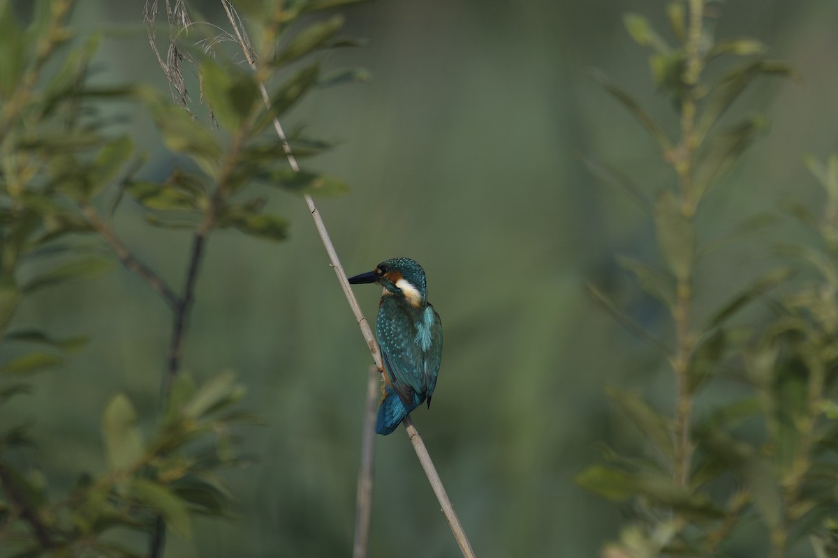 Common Kingfisher - Roberto Lupi