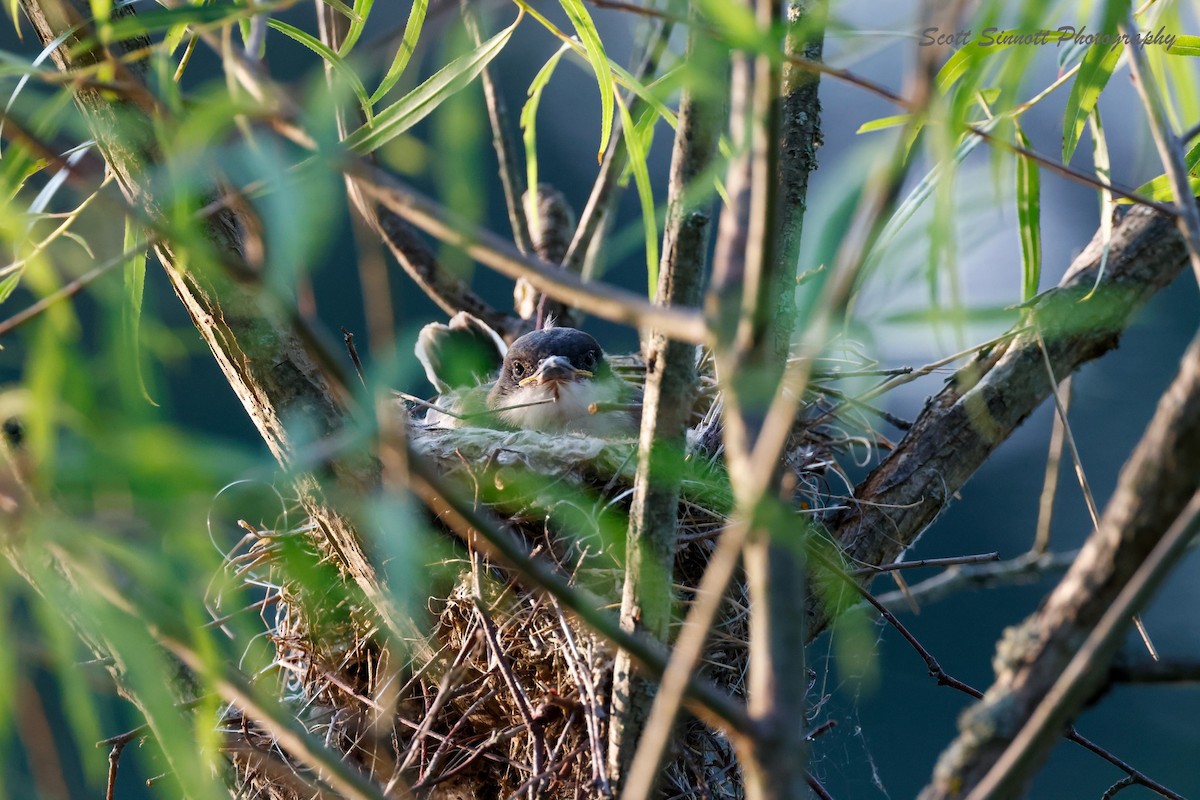 Eastern Kingbird - ML622125799