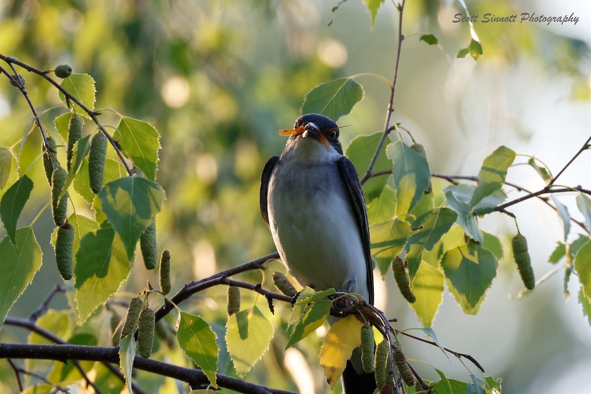 Eastern Kingbird - ML622125801