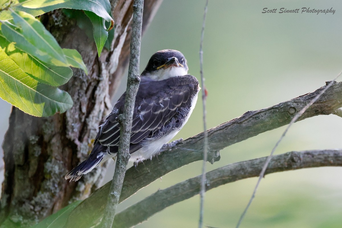 Eastern Kingbird - ML622125802