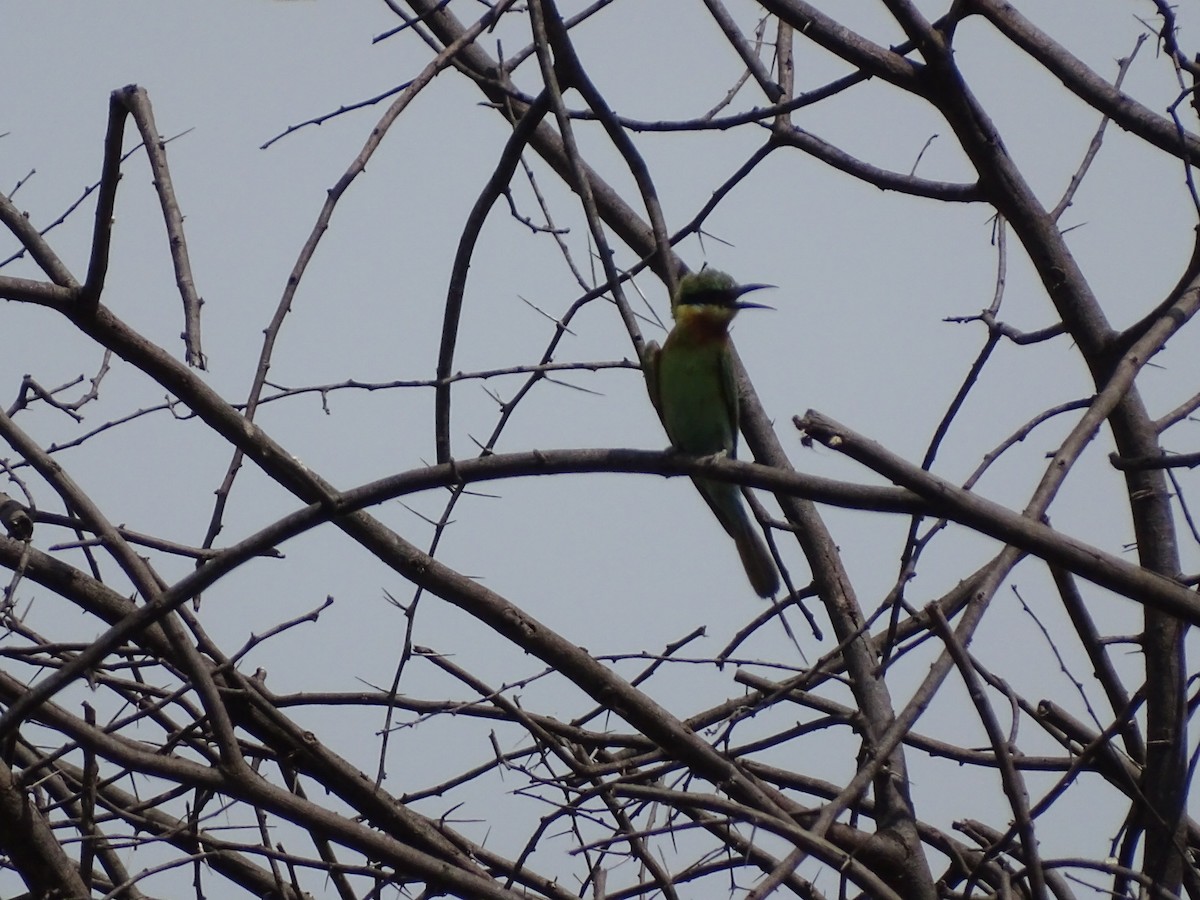 Blue-tailed Bee-eater - ML622125803