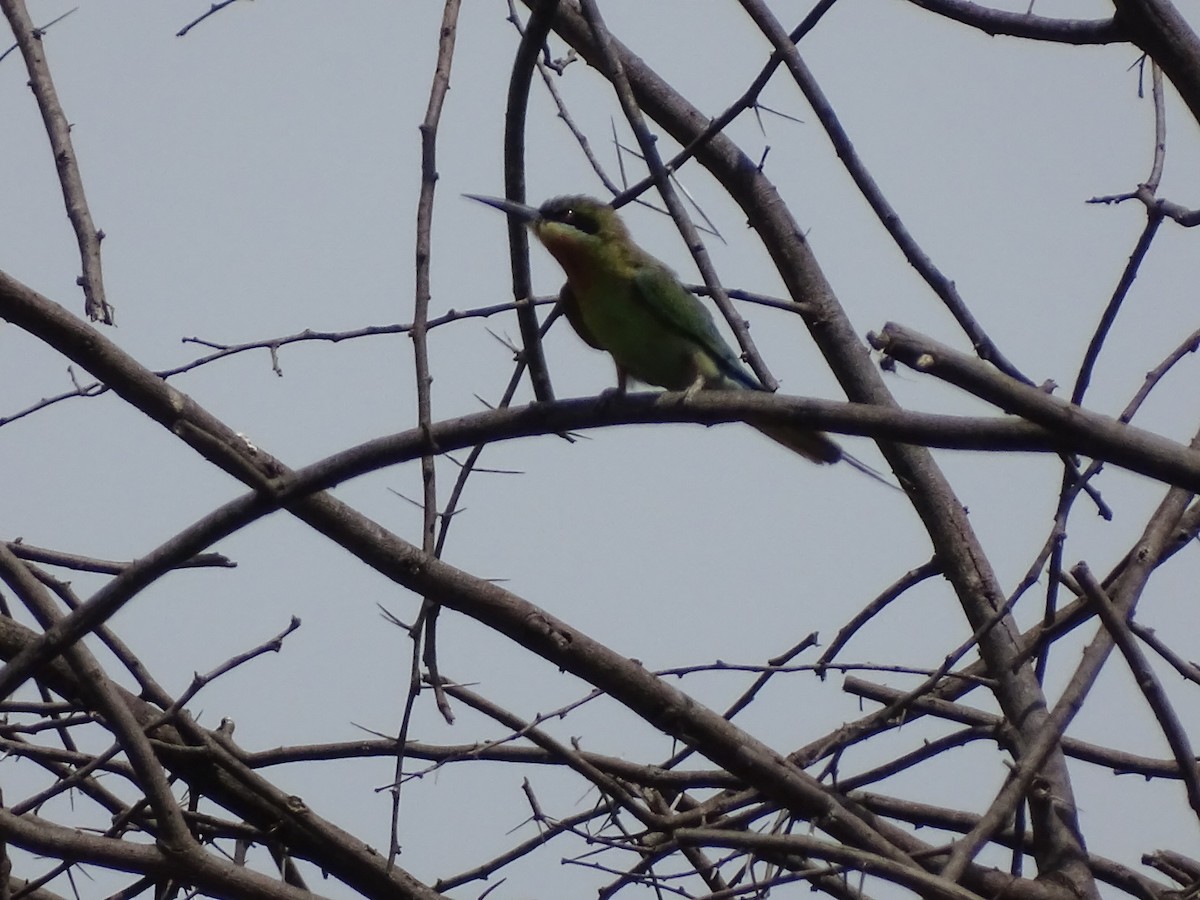 Blue-tailed Bee-eater - ML622125805