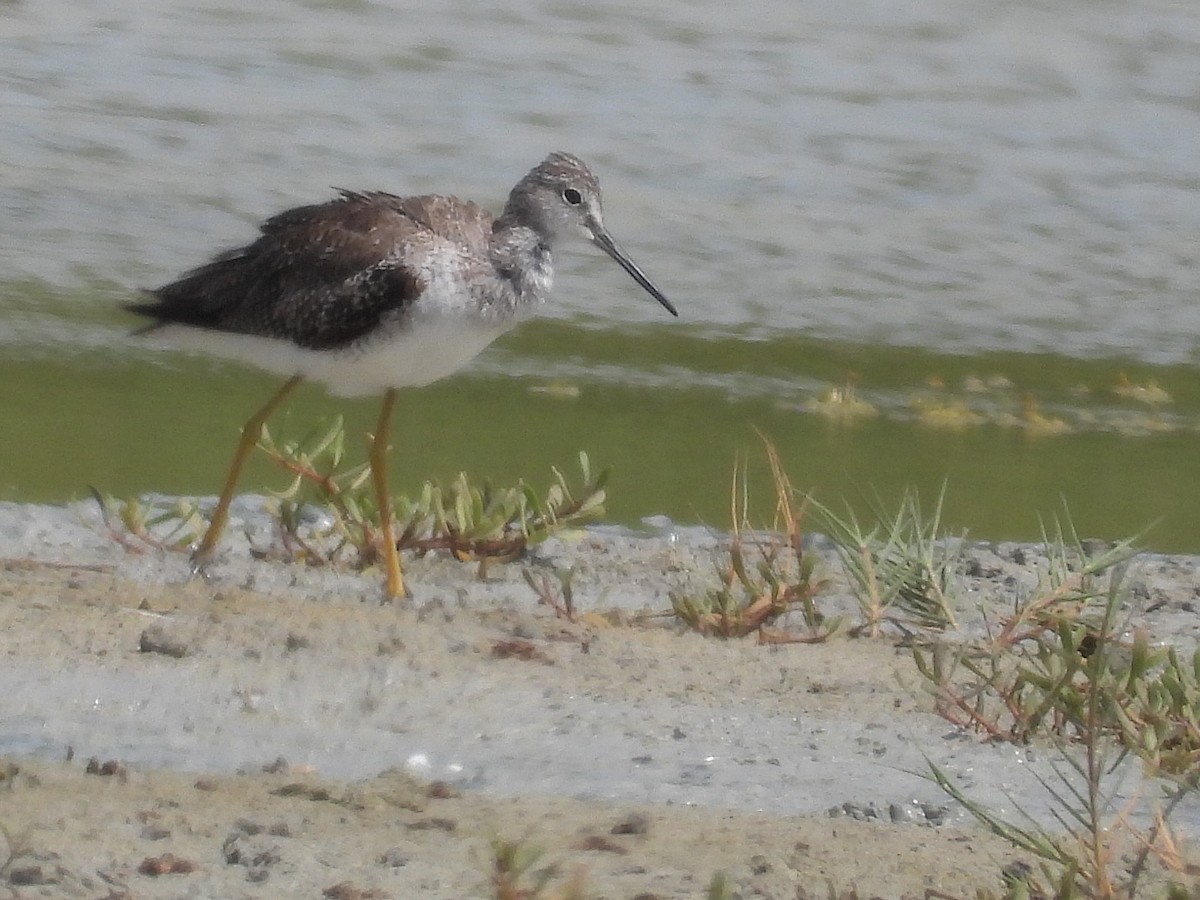 Greater Yellowlegs - Kirk Doerger