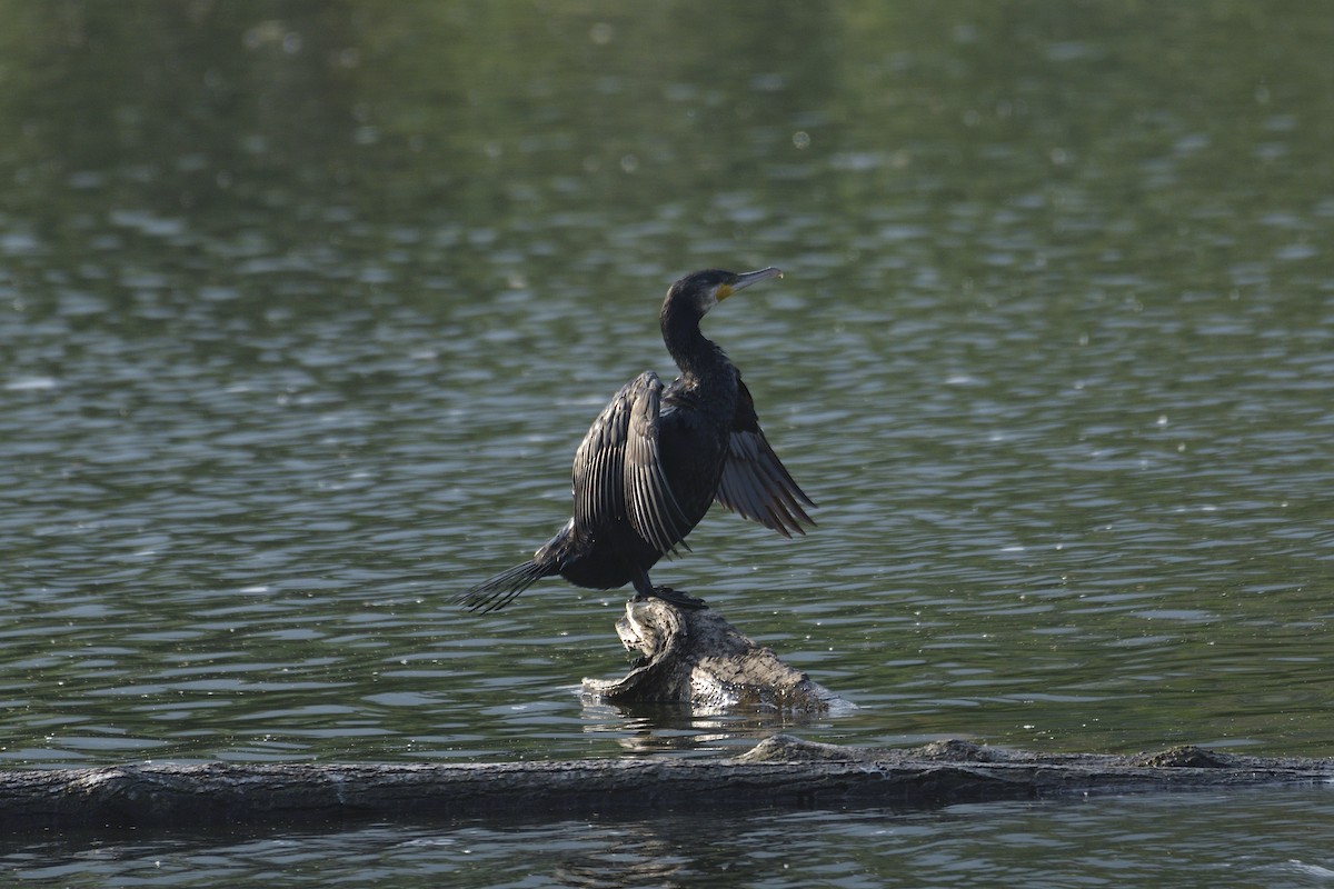 Great Cormorant - ML622125807