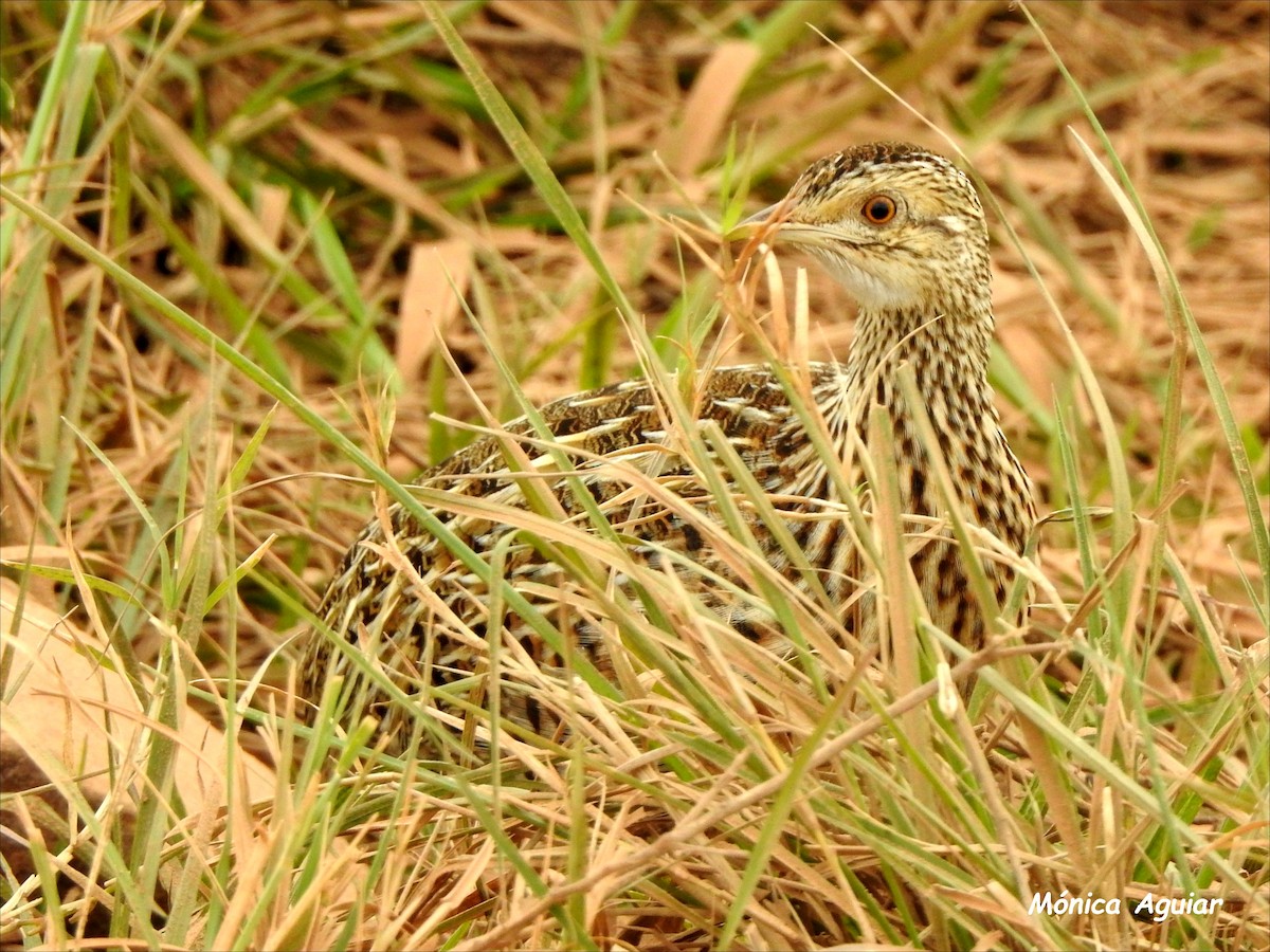 Spotted Nothura - Mónica Aguiar